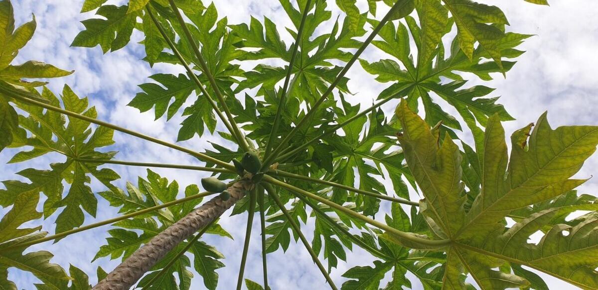 Moana Breeze Rangiroa - Rental Car Included - Air Conditioning - Wi-Fi Tiputa 客房 照片